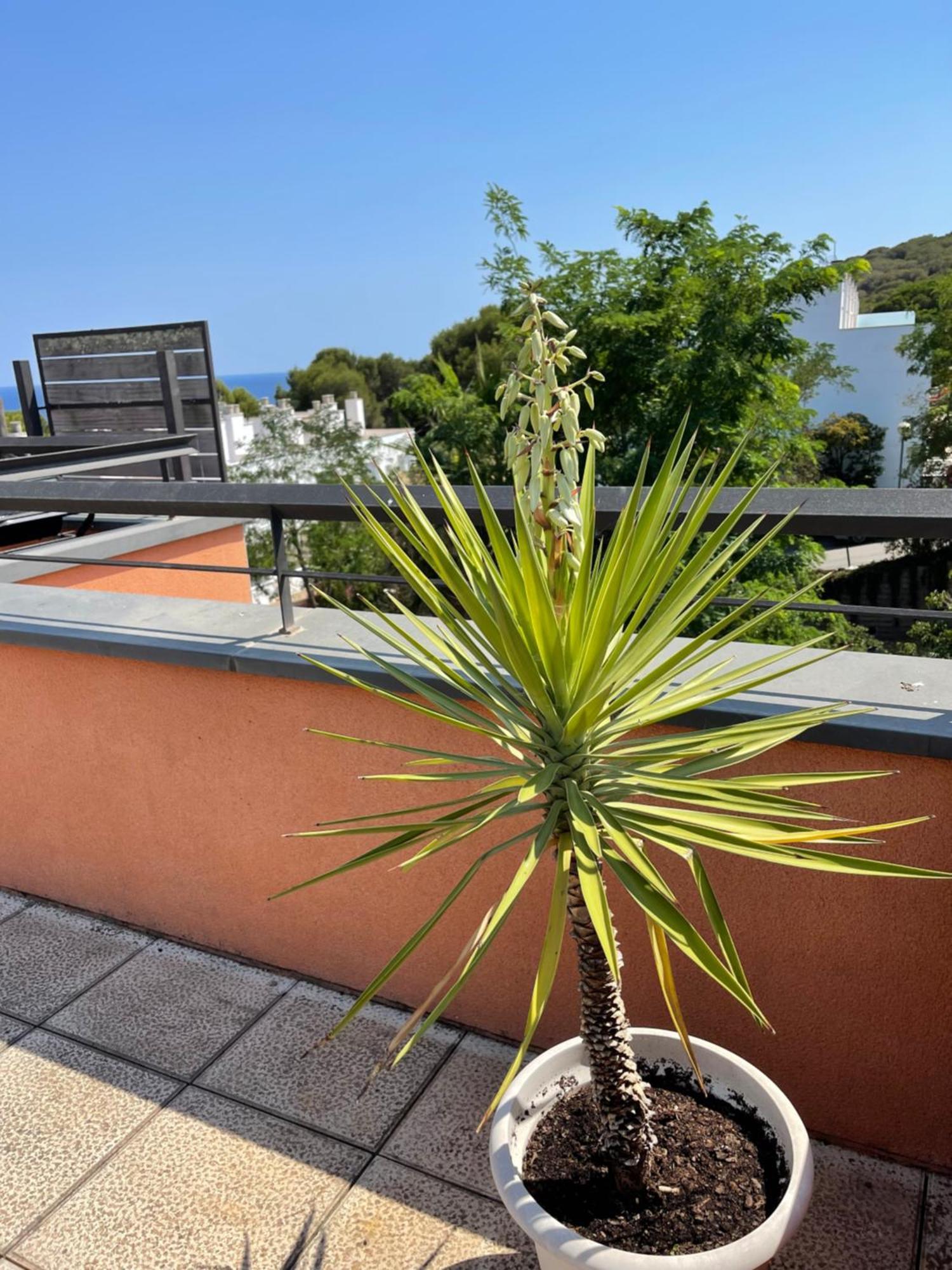 Sunny Apartment Sa Boadella Big Solarium Sea View Lloret de Mar Dış mekan fotoğraf